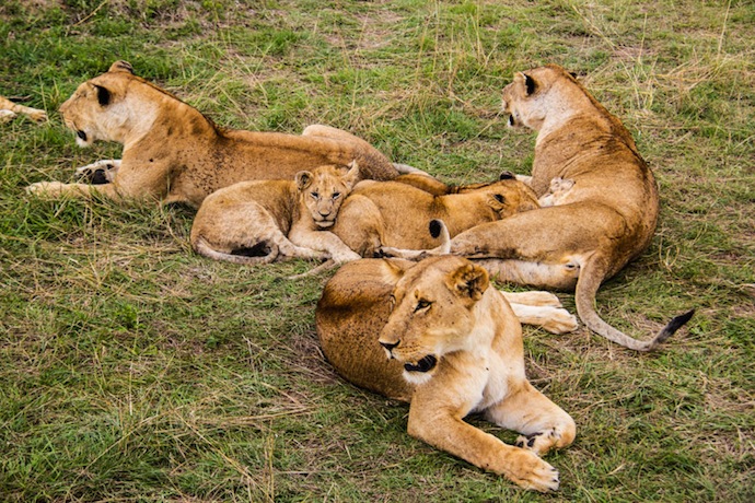 lõvid masai mara